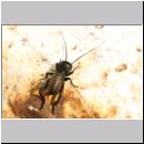 Gryllus campestris - Feldgrille Nymphe 03 Teverener Heide.jpg